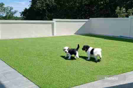 Two puppies playing in the artificial grass garden in the sunshine