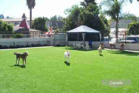 A group of puppies play in the artificial grass backyard