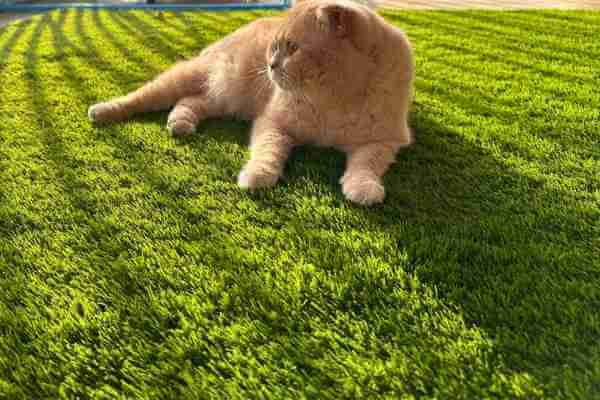 A kitten lying on top of an artificial lawn.
