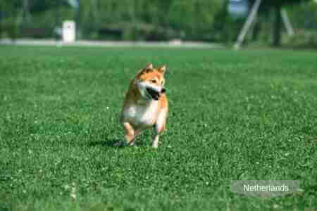A puppy running on top of the artificial turf.