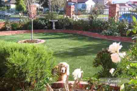 A puppy staring at flowers on an artificial grass garden