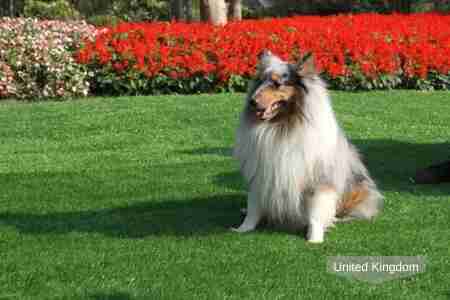 Puppy chilling out on top of the artificial grass garden